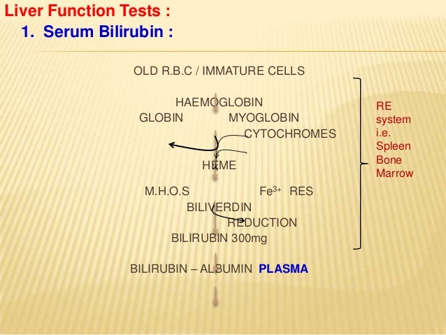 Functions Of The Liver Functions Of The Liver